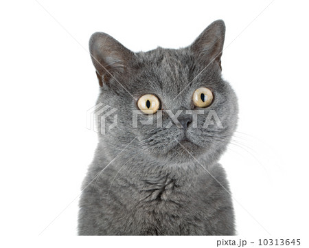 Closeup portrait of a grey cat Closeup portrait of a grey cat 10313645