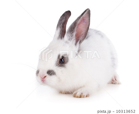 Small rabbit 10313652
