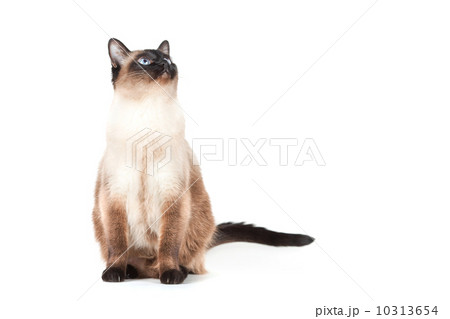 Siamese cat with blue eyes looks upwards 10313654
