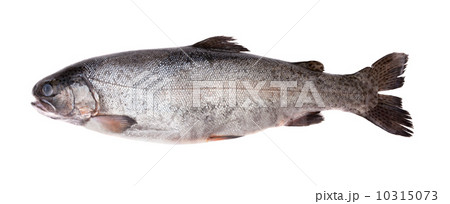 Fresh-water salmon 10315073