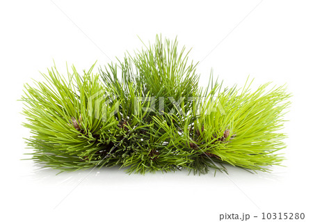 Fir tree branch 10315280