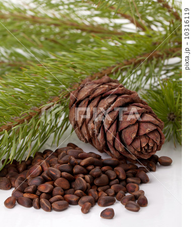Siberian pine nuts and needles branch Siberian pine nuts and needles branch 10316119