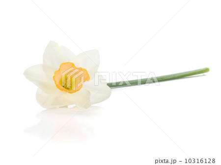 Lying white daffodil Lying white daffodil 10316128