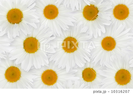 Chamomile flower background Chamomile flower background 10316207