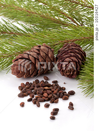 Siberian pine nuts and needles branch 10316427