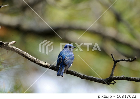 オオルリ 10317022