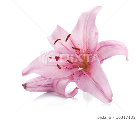 Pink lily 10317135
