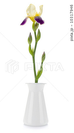 Flower in a vase Flower in a vase 10317946