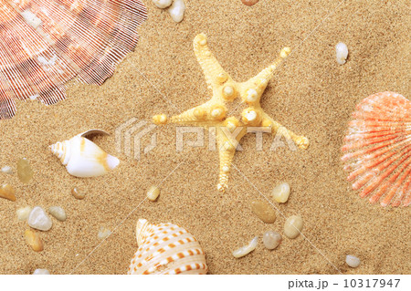 Cockleshells and a starfish lie on seacoast 10317947