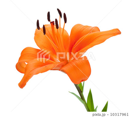 Orange lily 10317961