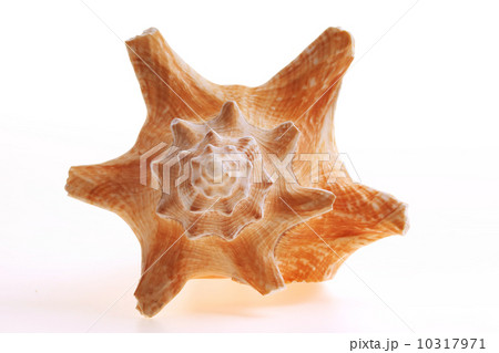 Isolated seashel on white background 10317971