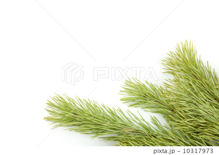 Fir tree branch Fir tree branch 10317973