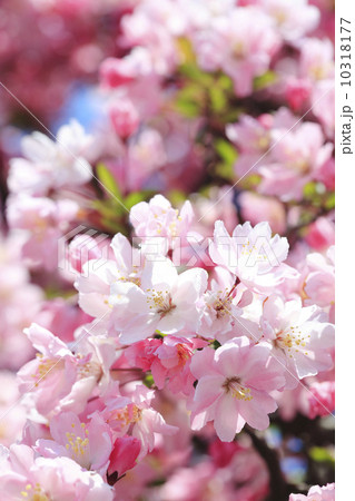 ハナカイドウ ハナカイドウ 10318177