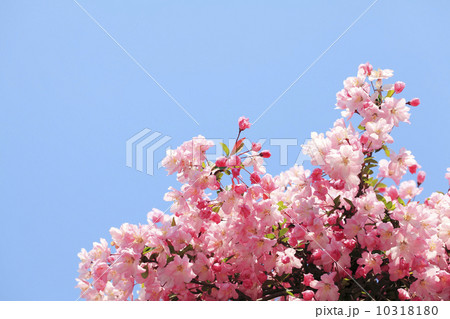 ハナカイドウ 10318180