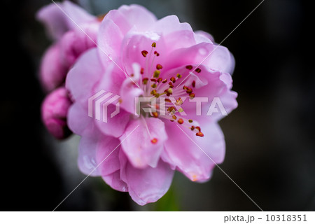 春の訪れを告げる桃の花 春の訪れを告げる桃の花 10318351