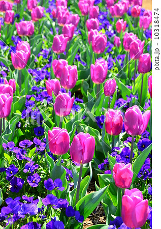 ビオラとチューリップ ビオラとチューリップ 10318474