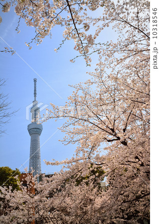 スカイルリー＆桜 10318546