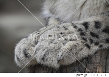 ユキヒョウ 前足 ユキヒョウ 前足 10318794