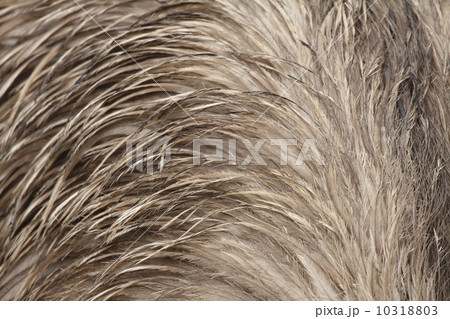 エミューの羽 10318803