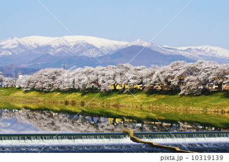 白石川　一目千本桜 10319139