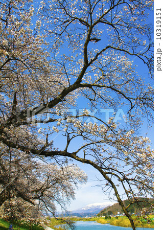 白石川 一目千本桜 白石川 一目千本桜 10319151