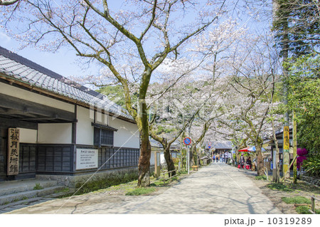 杉の馬場桜並木と秋月美術館 10319289