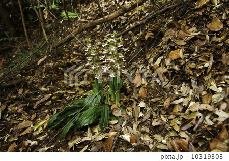 ラン　エビネ1 10319303