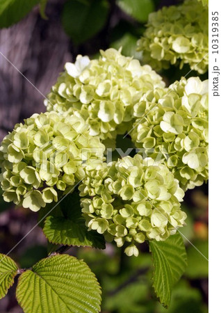 オオデマリの花 10319385