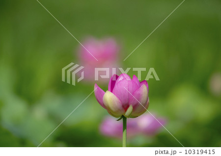 井戸尻の古代蓮３ 10319415