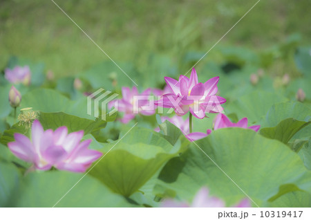 井戸尻の古代蓮4 井戸尻の古代蓮4 10319417