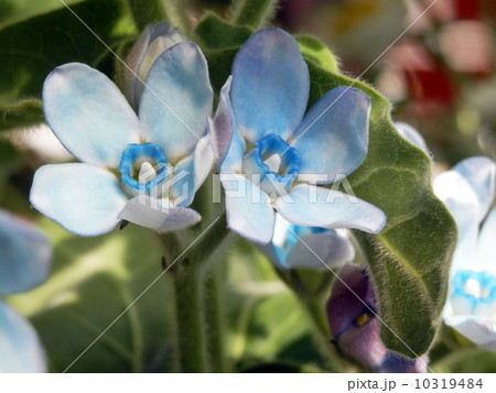 ブルースターの花 10319484