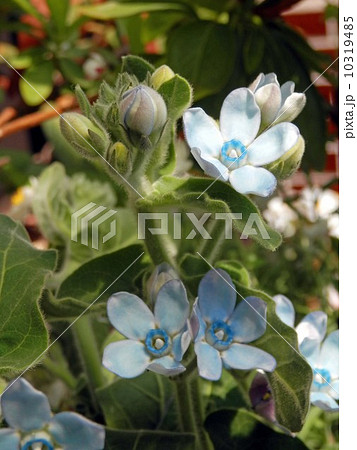 ブルースターの花 10319485