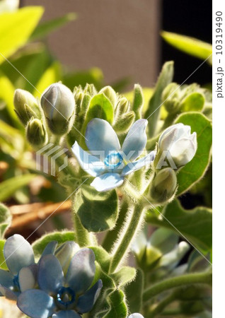 ブルースターの花 10319490