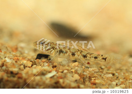 ゴクラクハゼ 10319625