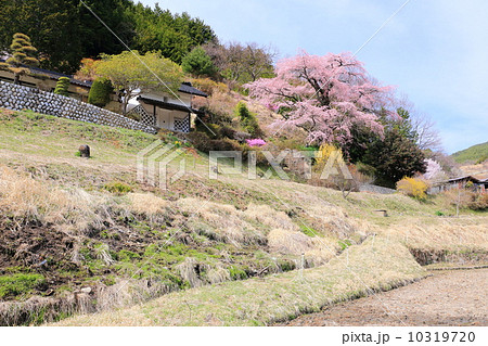 美里の桜 10319720