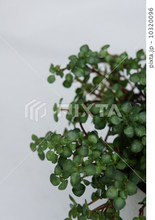 ワイヤープランツ 10320096