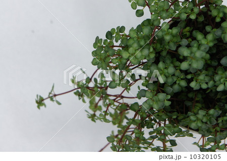 ワイヤープランツ 10320105