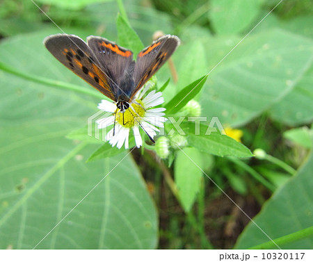 吸蜜 吸蜜 10320117