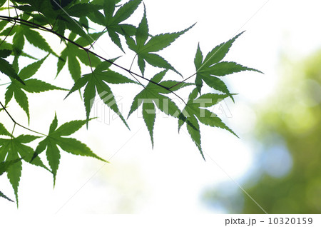 緑の紅葉　エコイメージ　余白少なめ 10320159
