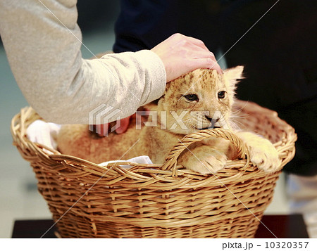 ライオンの赤ちゃん ライオンの赤ちゃん 10320357