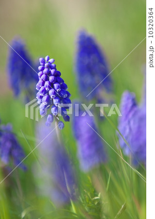ムスカリの花 10320364