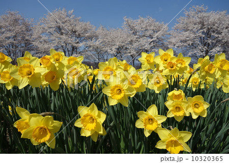 水仙畑 水仙畑 10320365