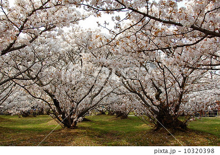 仁和寺・御室桜 仁和寺・御室桜 10320398