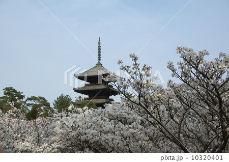 仁和寺五重塔と桜 10320401