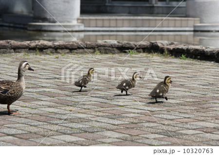 カルガモ親子の散歩 10320763