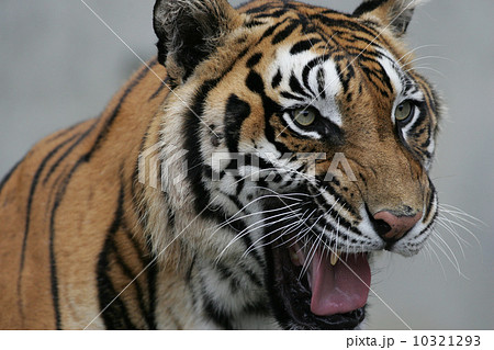 ベンガルトラ(かみね動物園) ベンガルトラ(かみね動物園) 10321293
