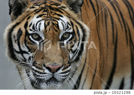 ベンガルトラ(かみね動物園) 10321296