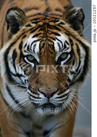 ベンガルトラ(かみね動物園) 10321297