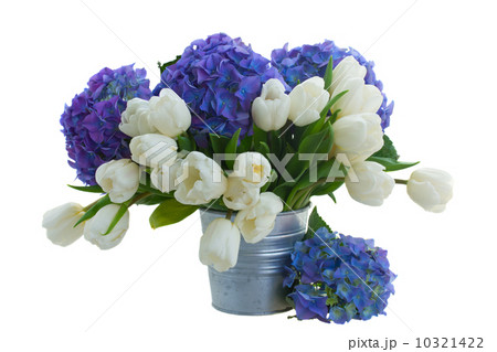 posy  of white tulips and blue hortensia flowers posy  of white tulips and blue hortensia flowers 10321422