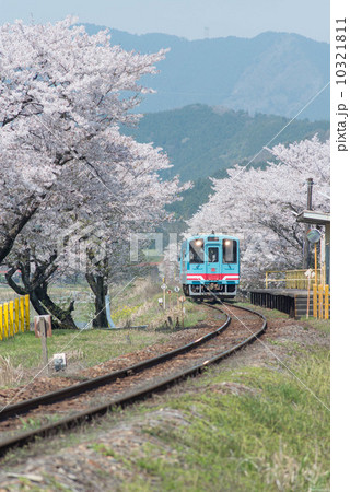 春の樽見鉄道 春の樽見鉄道 10321811